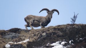 Bharal (Pseudois nayaur), Nepal