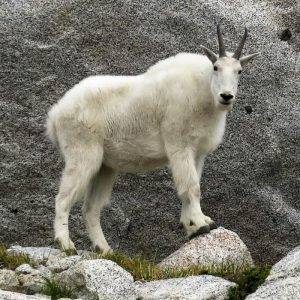 Mountain Goat (Enchantments Basin - Washington)
